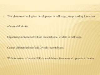  This phase-reaches highest development in bell stage, just preceding formation
of enamel& dentin.
 Organizing influence of IEE on mesenchyme- evident in bell stage.
 Causes differentiation of adj DP cells-odontoblasts.
 With formation of dentin: IEE -> ameloblasts; form enamel opposite to dentin.
 