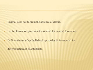  Enamel does not form in the absence of dentin.
 Dentin formation precedes & essential for enamel formation.
 Differentiation of epithelial cells precedes & is essential for
differentiation of odontoblasts.
 