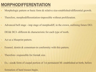 MORPHODIFFERENTIATION
 Morphologic pattern or basic form & relative size-established-differential growth.
 Therefore, morphodifferentiation-impossible without proliferation.
 Advanced bell stage - imp stage of morphodiff, in the crown, outlining future DEJ.
DEJ& DCJ- different & characteristic for each type of tooth.
 Act as a blueprint pattern.
 Enamel, dentin & cementum-in conformity with this pattern.
 Therefore- responsible for form& size.
 Ex.: size& form of cuspal portion of 1st permanent M- established at birth, before
formation of hard tissues begin.
 