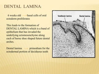 DENTAL LAMINA:
o o
6 weeks old basal cells of oral
ectoderm proliferates
This leads to the formation of
DENTAL LAMINA which is a band of
epithelium that has invaded the
underlying ectomesenchyme along
each of horse shoe shaped future dental
arches.
Dental lamina primodium for the
ectodermal portion of deciduous teeth
 