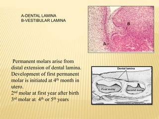 A-DENTAL LAMINA
B-VESTIBULAR LAMINA
Permanent molars arise from
distal extension of dental lamina.
Development of first permanent
molar is initiated at 4th month in
utero.
2nd molar at first year after birth
3rd molar at 4th or 5th years
 