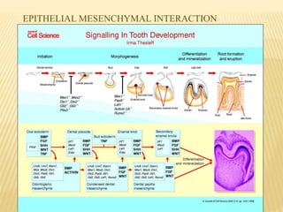 EPITHELIAL MESENCHYMAL INTERACTION
 