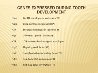 GENES EXPRESSED DURING TOOTH
DEVELOPMENT
Barx Bar H1 homologue in vertebrates(TF)
Bmp Bone morphogenic proteins(SP)
Dlx Distaless homologue in vertebrae(TF)
Fgf Fibroblast growth factor(SP)
Gli Glioma-associated oncogene homologue.
Hgf Hepatic growth factor(SP)
Lef Lymphoid enhances binding factor(TF)
Lhx Lim-homeobox domain gene(TF)
Msx Msh-like genes in vertebrae(TF)
 