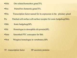 Otlx Otx-related homeobox gene(TF).
Pax Paired box homeotic gene(TF).
Pitx Transcription factor named for its expression in the pituitary gland
Ptc Patched cell-surface cell-surface receptor for sonic hedgehog(Shh).
Shh Sonic hedgehog(SP).
Slit Homologue to dorsophila slit protein(SP).
Smo Smoothed PTC coreceptor for Shh.
Wnt Wingless homologue in vertebrates.(SP)
TF –transcription factor SP-secretory proteins
 
