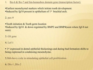 1. lhx-6 & lhx-7 and lim-homeobox domain gene (transcription factor):
Earliest mesnchymal markers which initiate tooth development.
Induced by fgf-8 present in epithelium of 1st brachial arch.
2. pax-9
Tooth initiation & Tooth germ location
Induced by fgf-8 & down regulated by BMP2 and BMP4(seen where fgf-8 not
seen).
3. Gli gene
4. Lef-1
 1st expressed in dental epithelial thickenings and during bud formation shifts to
being expressed in condensing mesenchyme.
5.Shh-have a role in stimulating epithelial cell proliferation.
6. Dlx-1 ,Dlx-2
 