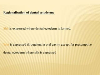 Regionalisation of dental ectoderm:
Shh is expressed where dental ectoderm is formed.
Wnt is expressed throughout in oral cavity except for presumptive
dental ectoderm where shh is expressed
 