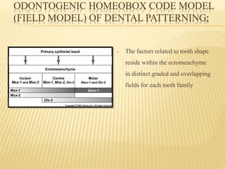 ODONTOGENIC HOMEOBOX CODE MODEL
(FIELD MODEL) OF DENTAL PATTERNING:
 The factors related to tooth shape
reside within the ectomenchyme
in distinct graded and overlapping
fields for each tooth family
 