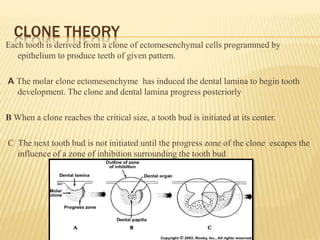 CLONE THEORY
Each tooth is derived from a clone of ectomesenchymal cells programmed by
epithelium to produce teeth of given pattern.
A The molar clone ectomesenchyme has induced the dental lamina to begin tooth
development. The clone and dental lamina progress posteriorly
B When a clone reaches the critical size, a tooth bud is initiated at its center.
C The next tooth bud is not initiated until the progress zone of the clone escapes the
influence of a zone of inhibition surrounding the tooth bud
 