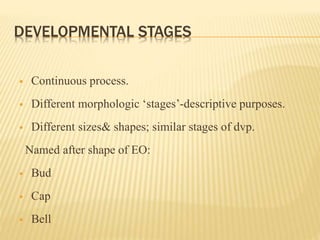 DEVELOPMENTAL STAGES
 Continuous process.
 Different morphologic ‘stages’-descriptive purposes.
 Different sizes& shapes; similar stages of dvp.
Named after shape of EO:
 Bud
 Cap
 Bell
 