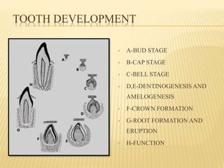 TOOTH DEVELOPMENT
 A-BUD STAGE
 B-CAP STAGE
 C-BELL STAGE
 D,E-DENTINOGENESIS AND
AMELOGENESIS
 F-CROWN FORMATION
 G-ROOT FORMATION AND
ERUPTION
 H-FUNCTION
 