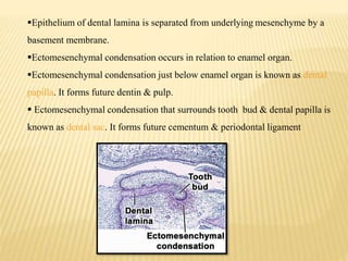 Epithelium of dental lamina is separated from underlying mesenchyme by a
basement membrane.
Ectomesenchymal condensation occurs in relation to enamel organ.
Ectomesenchymal condensation just below enamel organ is known as dental
papilla. It forms future dentin & pulp.
 Ectomesenchymal condensation that surrounds tooth bud & dental papilla is
known as dental sac. It forms future cementum & periodontal ligament
 