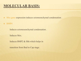 MOLECULAR BASIS:
 Msx gene expression induces ectomesnchymal condensation .
 BMP4
Induces ectomesenchymal condensation .
Induces Msx.
Induces BMP2 & Shh which helps in
transition from Bud to Cap stage.
 