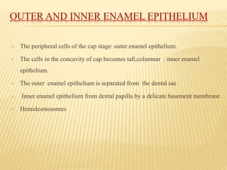 OUTER AND INNER ENAMEL EPITHELIUM
 The peripheral cells of the cap stage: outer enamel epithelium.
 The cells in the concavity of cap becomes tall,columnar : inner enamel
epithelium.
 The outer enamel epithelium is separated from the dental sac
 Inner enamel epithelium from dental papilla by a delicate basement membrane
 Hemidesmosomes
 