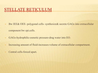 STELLATE RETICULUM
 Bw IEE& OEE- polygonal cells- synthesize& secrete GAGs into extracellular
component bw epi.cells.
 GAGs-hydrophilic-osmotic pressure-drag water into EO.
 Increasing amount of fluid-increases-volume of extracellular compartment.
 Central cells-forced apart.
 
