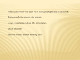  Retain connection with each other through cytoplasmic extensions&
desmosomal attachments: star shaped.
 Gives central area cushion-like consistency.
 Shock absorber.
 Protects delicate enamel-forming cells.
 