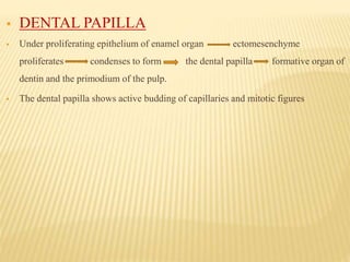  DENTAL PAPILLA
 Under proliferating epithelium of enamel organ ectomesenchyme
proliferates condenses to form the dental papilla formative organ of
dentin and the primodium of the pulp.
 The dental papilla shows active budding of capillaries and mitotic figures
 