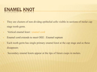 ENAMEL KNOT
 They are clusters of non dividng epithelial cells visible in sections of molar cap
stage tooth germ.
 Vertical enamel knot : enamel cord
 Enamel cord extends to meet OEE : Enamel septum
 Each tooth germ has single primary enamel knot at the cap stage and as these
disappears
 Secondary enamel knots appear at the tips of future cusps in molars.
 