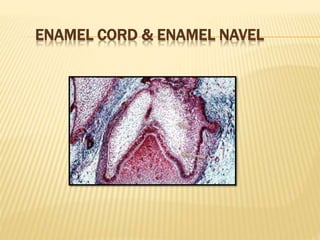 ENAMEL CORD & ENAMEL NAVEL
 