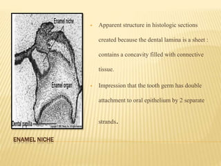 ENAMEL NICHE
 Apparent structure in histologic sections
created because the dental lamina is a sheet :
contains a concavity filled with connective
tissue.
 Impression that the tooth germ has double
attachment to oral epithelium by 2 separate
strands.
 