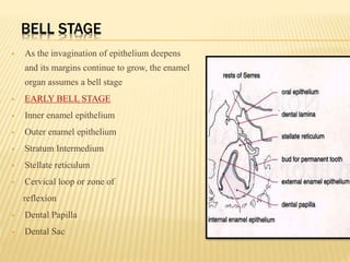 BELL STAGE
 As the invagination of epithelium deepens
and its margins continue to grow, the enamel
organ assumes a bell stage
 EARLY BELL STAGE
 Inner enamel epithelium
 Outer enamel epithelium
 Stratum Intermedium
 Stellate reticulum
 Cervical loop or zone of
reflexion
 Dental Papilla
 Dental Sac
 