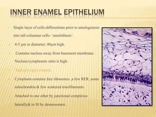 INNER ENAMEL EPITHELIUM
 Single layer of cells-differentiate prior to amelogenesis
into tall columnar cells- ‘ameloblasts’.
 4-5 µm in diameter; 40µm high.
 Contains nucleus away from basement membrane.
Nucleus/cytoplasmic ratio is high.
 high glycogen content.
 Cytoplasm contains free ribosomes ,a few RER ,some
mitochondria & few scattered tonofilaments.
 Attached to one other by junctional complexes
laterally& to SI by desmosomes.
 