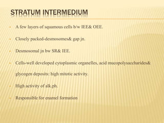 STRATUM INTERMEDIUM
 A few layers of squamous cells b/w IEE& OEE.
 Closely packed-desmosomes& gap jn.
 Desmosomal jn bw SR& IEE.
 Cells-well developed cytoplasmic organelles, acid mucopolysaccharides&
glycogen deposits: high mitotic activity.
 High activity of alk.ph.
 Responsible for enamel formation
 