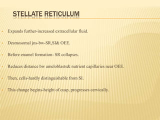STELLATE RETICULUM
 Expands further-increased extracellular fluid.
 Desmosomal jns-bw-SR,SI& OEE.
 Before enamel formation- SR collapses.
 Reduces distance bw ameloblasts& nutrient capillaries near OEE.
 Then, cells-hardly distinguishable from SI.
 This change begins-height of cusp, progresses cervically.
 