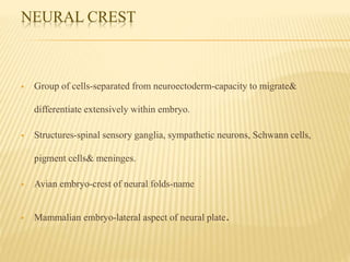 NEURAL CREST
 Group of cells-separated from neuroectoderm-capacity to migrate&
differentiate extensively within embryo.
 Structures-spinal sensory ganglia, sympathetic neurons, Schwann cells,
pigment cells& meninges.
 Avian embryo-crest of neural folds-name
 Mammalian embryo-lateral aspect of neural plate.
 