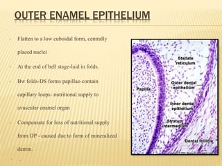 OUTER ENAMEL EPITHELIUM
 Flatten to a low cuboidal form, centrally
placed nuclei
 At the end of bell stage-laid in folds.
 Bw folds-DS forms papillae-contain
capillary loops- nutritional supply to
avascular enamel organ
 Compensate for loss of nutritional supply
from DP - caused due to form of mineralized
dentin.
 .
 