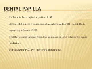 DENTAL PAPILLA
 Enclosed in the invaginated portion of EO.
 Before IEE bigins to produce enamel, peripheral cells of DP- odontoblasts-
organizing influence of EO.
 First they assume cuboidal form, then columnar; specific potential for dentin
production.
 BM-separating EO& DP- ‘membrana preformativa’
 