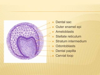  Dental sac
 Outer enamel epi
 Ameloblasts
 Stellate reticulum
 Stratum intermedium
 Odontoblasts
 Dental papilla
 Cervial loop
 
