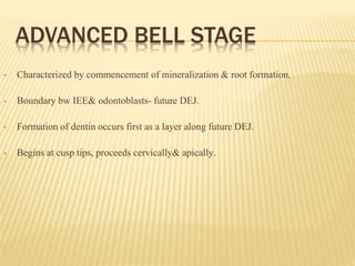 ADVANCED BELL STAGE
 Characterized by commencement of mineralization & root formation.
 Boundary bw IEE& odontoblasts- future DEJ.
 Formation of dentin occurs first as a layer along future DEJ.
 Begins at cusp tips, proceeds cervically& apically.
 