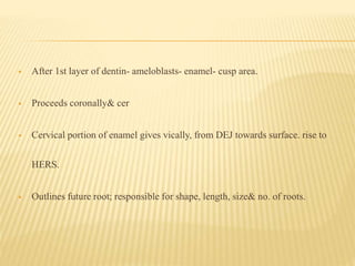  After 1st layer of dentin- ameloblasts- enamel- cusp area.
 Proceeds coronally& cer
 Cervical portion of enamel gives vically, from DEJ towards surface. rise to
HERS.
 Outlines future root; responsible for shape, length, size& no. of roots.
 