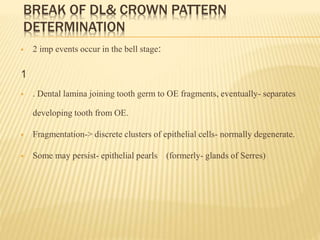 BREAK OF DL& CROWN PATTERN
DETERMINATION
 2 imp events occur in the bell stage:
1
 . Dental lamina joining tooth germ to OE fragments, eventually- separates
developing tooth from OE.
 Fragmentation-> discrete clusters of epithelial cells- normally degenerate.
 Some may persist- epithelial pearls (formerly- glands of Serres)
 