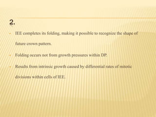 2.
 IEE completes its folding, making it possible to recognize the shape of
future crown pattern.
 Folding occurs not from growth pressures within DP.
 Results from intrinsic growth caused by differential rates of mitotic
divisions within cells of IEE.
 