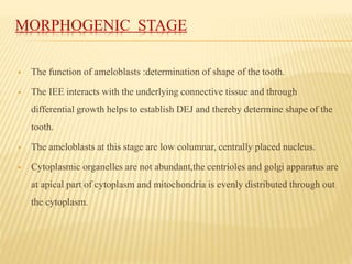 MORPHOGENIC STAGE
 The function of ameloblasts :determination of shape of the tooth.
 The IEE interacts with the underlying connective tissue and through
differential growth helps to establish DEJ and thereby determine shape of the
tooth.
 The ameloblasts at this stage are low columnar, centrally placed nucleus.
 Cytoplasmic organelles are not abundant,the centrioles and golgi apparatus are
at apical part of cytoplasm and mitochondria is evenly distributed through out
the cytoplasm.
 