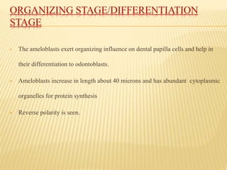 ORGANIZING STAGE/DIFFERENTIATION
STAGE
 The ameloblasts exert organizing influence on dental papilla cells and help in
their differentiation to odontoblasts.
 Ameloblasts increase in length about 40 microns and has abundant cytoplasmic
organelles for protein synthesis
 Reverse polarity is seen.
 