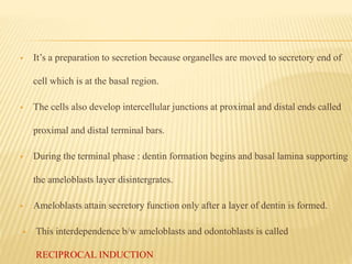  It’s a preparation to secretion because organelles are moved to secretory end of
cell which is at the basal region.
 The cells also develop intercellular junctions at proximal and distal ends called
proximal and distal terminal bars.
 During the terminal phase : dentin formation begins and basal lamina supporting
the ameloblasts layer disintergrates.
 Ameloblasts attain secretory function only after a layer of dentin is formed.
 This interdependence b/w ameloblasts and odontoblasts is called
RECIPROCAL INDUCTION
 