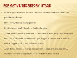 FORMATIVE/SECRETORY STAGE
 In this stage ameloblasts performs functin of secretion of enamel matrix and
partial mineralisation.
 Here they synthesise enamel proteins
 In initial stages ameloblasts have flat basal region.
 As the enamel matrix is deposited, the ameloblasts move away from dentin side
but a part of distal end of ameloblasts gets trapped in its own matrix and this
conical trapped portion is called tomes process.
 After Tomes process is formed ,the secretion of enamel takes place from 2
different sites and is responsible for the rod structure of enamel.
 