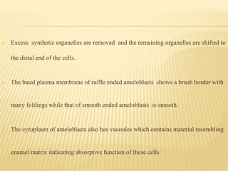  The basal plasma membrane of ruffle ended ameloblasts shows a brush border with
many foldings while that of smooth ended ameloblasts is smooth.
 The cytoplasm of ameloblasts also has vacoules which contains material resembling
enamel matrix indicating absorptive function of these cells.
 Excess synthetic organelles are removed and the remaining organelles are shifted to
the distal end of the cells.
 