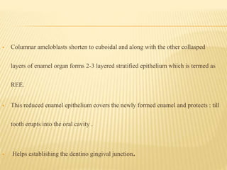  Columnar ameloblasts shorten to cuboidal and along with the other collasped
layers of enamel organ forms 2-3 layered stratified epithelium which is termed as
REE.
 This reduced enamel epithelium covers the newly formed enamel and protects : till
tooth erupts into the oral cavity .
 Helps establishing the dentino gingival junction.
 