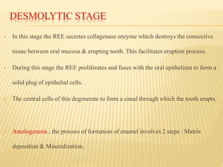 DESMOLYTIC STAGE
 In this stage the REE secretes collagenase enzyme which destroys the connective
tissue between oral mucosa & erupting tooth. This facilitates eruption process.
 During this stage the REE proliferates and fuses with the oral epithelium to form a
solid plug of epithelial cells.
 The central cells of this degenerate to form a canal through which the tooth erupts.
 Amelogenesis , the process of formation of enamel involves 2 steps : Matrix
deposition & Mineralization.
 
