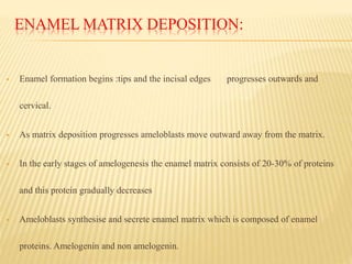 ENAMEL MATRIX DEPOSITION:
 Enamel formation begins :tips and the incisal edges progresses outwards and
cervical.
 As matrix deposition progresses ameloblasts move outward away from the matrix.
 In the early stages of amelogenesis the enamel matrix consists of 20-30% of proteins
and this protein gradually decreases
 Ameloblasts synthesise and secrete enamel matrix which is composed of enamel
proteins. Amelogenin and non amelogenin.
 