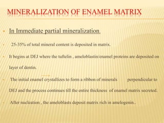 MINERALIZATION OF ENAMEL MATRIX
 In Immediate partial mineralization.
 25-35% of total mineral content is deposited in matrix.
 It begins at DEJ where the tuftelin , ameloblastin/enamel proteins are deposited on
layer of dentin.
 The initial enamel crystallizes to form a ribbon of minerals perpendicular to
DEJ and the process continues till the entire thickness of enamel matrix secreted.
 After nucleation , the ameloblasts deposit matrix rich in amelogenin..
 