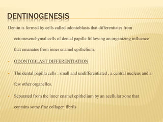 DENTINOGENESIS
Dentin is formed by cells called odontoblasts that differentiates from
ectomesenchymal cells of dental papille following an organizing influence
that emanates from inner enamel epithelium.
 ODONTOBLAST DIFFERENTIATION
 The dental papilla cells : small and undifferentiated , a central nucleus and a
few other organelles.
 Separated from the inner enamel epithelium by an acellular zone that
contains some fine collagen fibrils
 