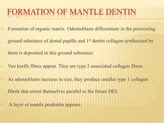 FORMATION OF MANTLE DENTIN
 Formation of organic matrix. Odontoblasts differentiate in the preexisting
ground substance of dental papilla and 1st dentin collagen synthesised by
them is deposited in this ground substance.
 Von korffs fibres appear. They are type 3 associated collagen fibres.
 As odontoblasts increase in size, they produce smaller type 1 collagen
fibrils that orient themselves parallel to the future DEJ.
 A layer of mantle predentin appears.
 