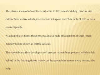  The plasma mem of odontoblasts adjacent to IEE extends stubby process into
extracellular matrix which penetrate and interpose itself b/w cells of IEE to form
enamel spindle.
 As odontoblasts forms these process, it also buds off a number of small mem
bound vesicles known as matrix vesicles
 The odontoblasts then develops a cell process odontoblast process, which is left
behind in the forming dentin matrix ,as the odontoblast moves away towards the
pulp.
 