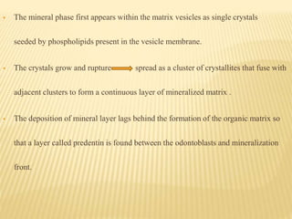  The mineral phase first appears within the matrix vesicles as single crystals
seeded by phospholipids present in the vesicle membrane.
 The crystals grow and rupture spread as a cluster of crystallites that fuse with
adjacent clusters to form a continuous layer of mineralized matrix .
 The deposition of mineral layer lags behind the formation of the organic matrix so
that a layer called predentin is found between the odontoblasts and mineralization
front.
 