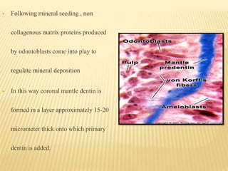  Following mineral seeding , non
collagenous matrix proteins produced
by odontoblasts come into play to
regulate mineral deposition
 In this way coronal mantle dentin is
formed in a layer approximately 15-20
micrometer thick onto which primary
dentin is added.
 