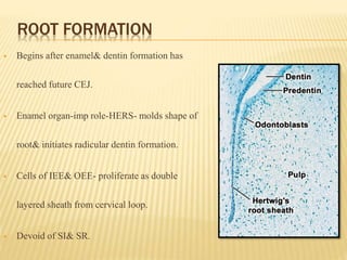 ROOT FORMATION
 Begins after enamel& dentin formation has
reached future CEJ.
 Enamel organ-imp role-HERS- molds shape of
root& initiates radicular dentin formation.
 Cells of IEE& OEE- proliferate as double
layered sheath from cervical loop.
 Devoid of SI& SR.
 